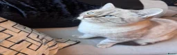 British Shorthair cats for stud: Meet Amani British Shorthair For Stud  - Advert 3