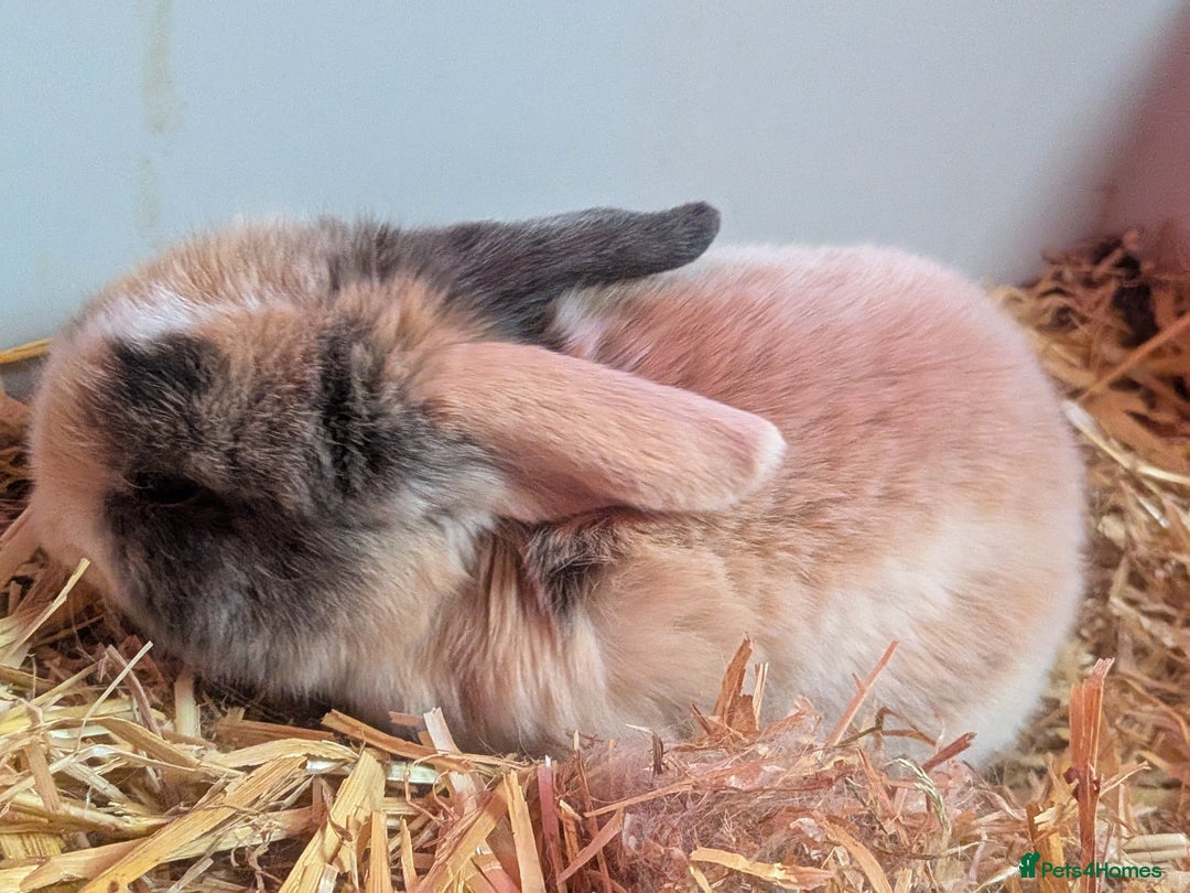 English Lop rabbits for sale: 4 English loops  - Advert 4
