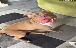 Mixed Breed dogs for sale: Rocco - Image 5