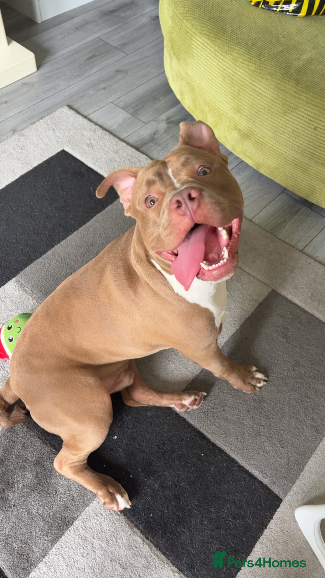 Mixed Breed dogs for sale: Rocco - Image 5