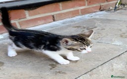 Bengal cats for sale: Bengal X Kittens - Image 17