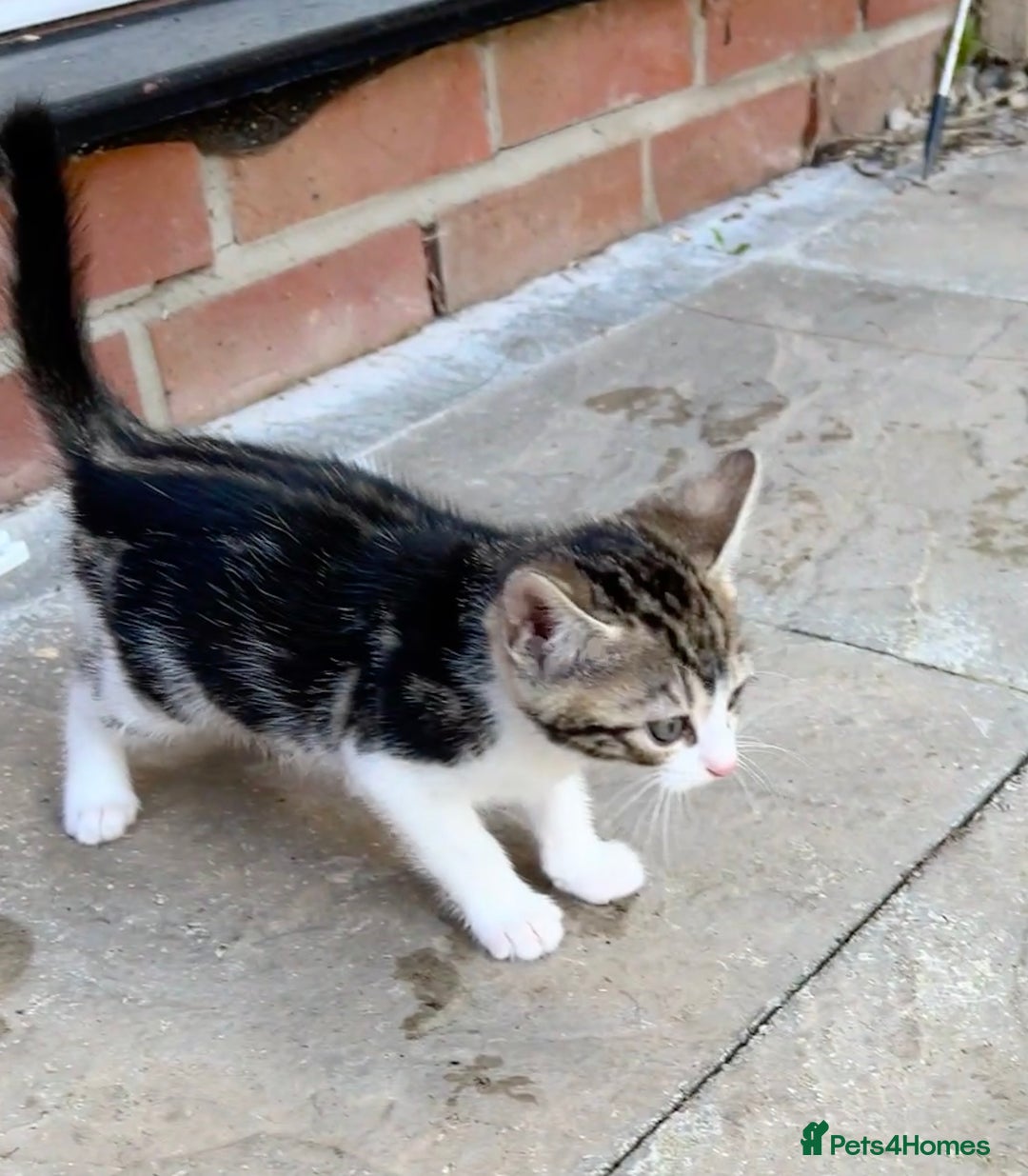 Bengal cats for sale: Bengal X Kittens - Image 17