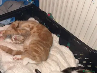 British Shorthair cats Benji and Sassy - Advert 4