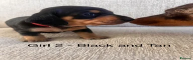 Miniature Dachshund Puppy 5