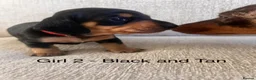 Miniature Dachshund dogs for sale: KC registered miniature dachshunds  - Advert 15