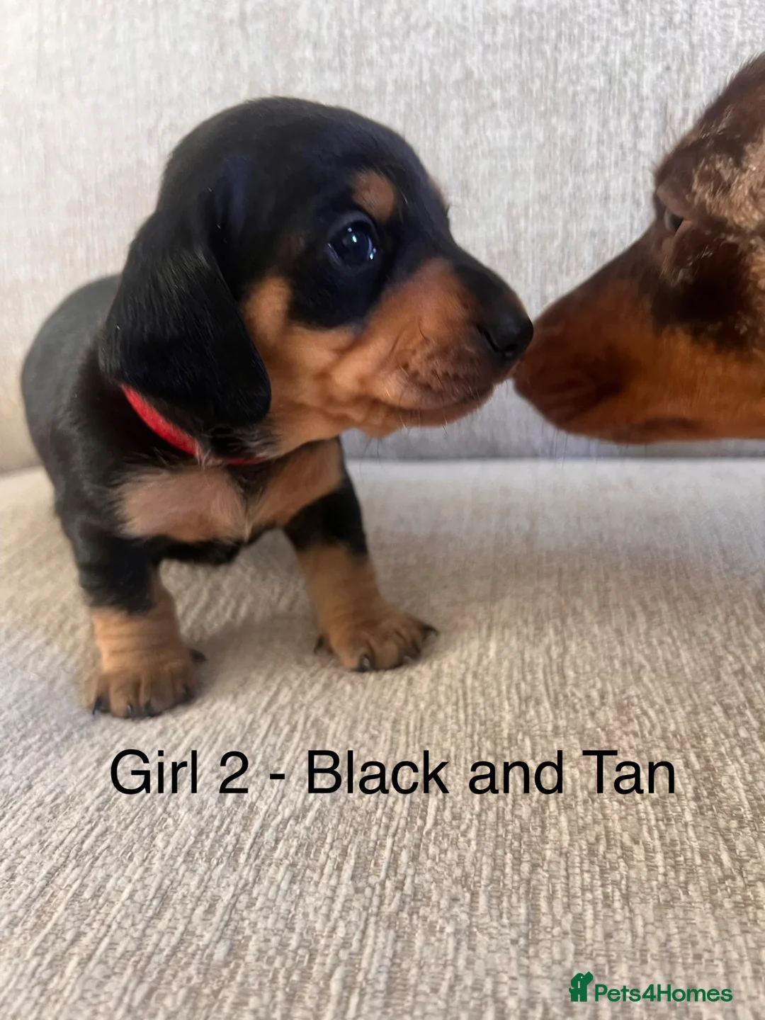 Miniature Dachshund dogs for sale: KC registered miniature dachshunds READY NOW - Advert 28