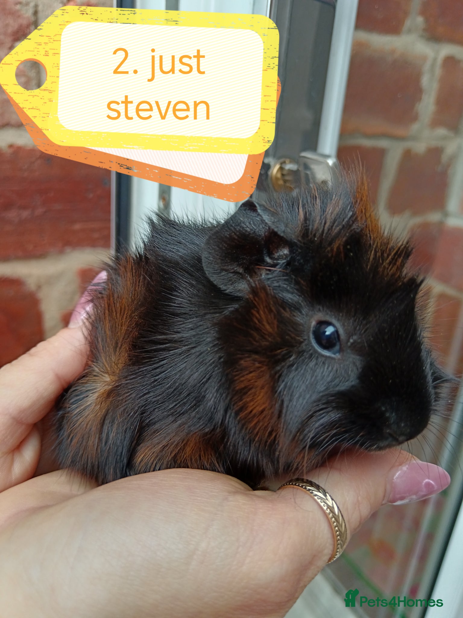 Guinea Pig rodents ♥️ Beautiful Abyssinian girl & boy guinea pigs ♥️ - Advert 17