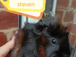 Guinea Pig rodents ♥️ Beautiful Abyssinian girl & boy guinea pigs ♥️ - Advert 17