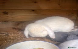 Mini Lion Lop rabbits for sale: Mini lop - Image 15