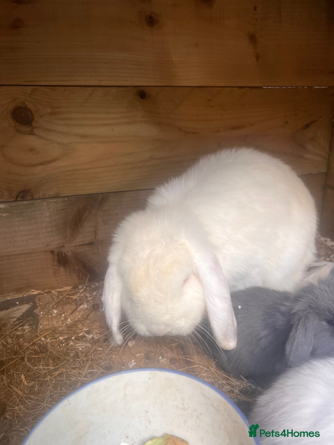 Mini Lion Lop rabbits for sale: Mini lop - Image 15