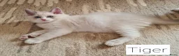 Ragdoll cats for sale: Gorgeous pure bread ragdoll kittens - Advert 9