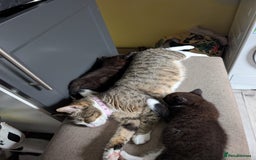 Toyger cats for sale: Mother and 2 babies - Image 8