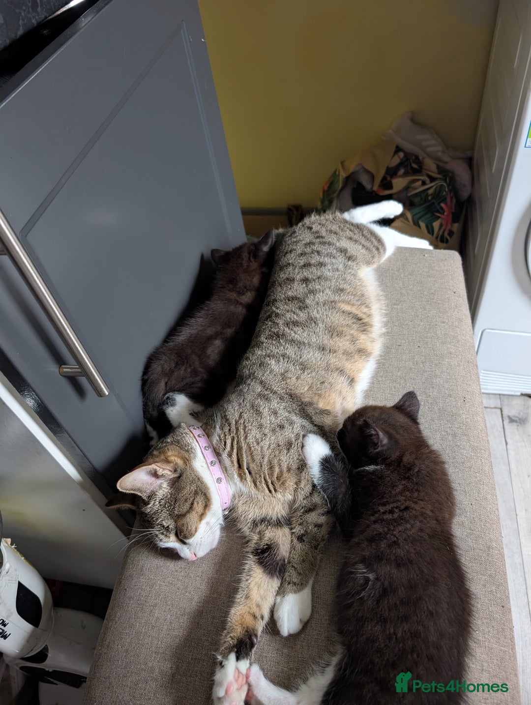 Toyger cats for sale: Mother and 2 babies - Image 8