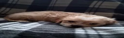 Cava Tzu dogs for sale: Cava Tzu pups - Advert 6