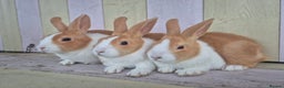 Dutch rabbits for sale: 🧡Absolutely gorgeous and friendly babies🧡  - Advert 3