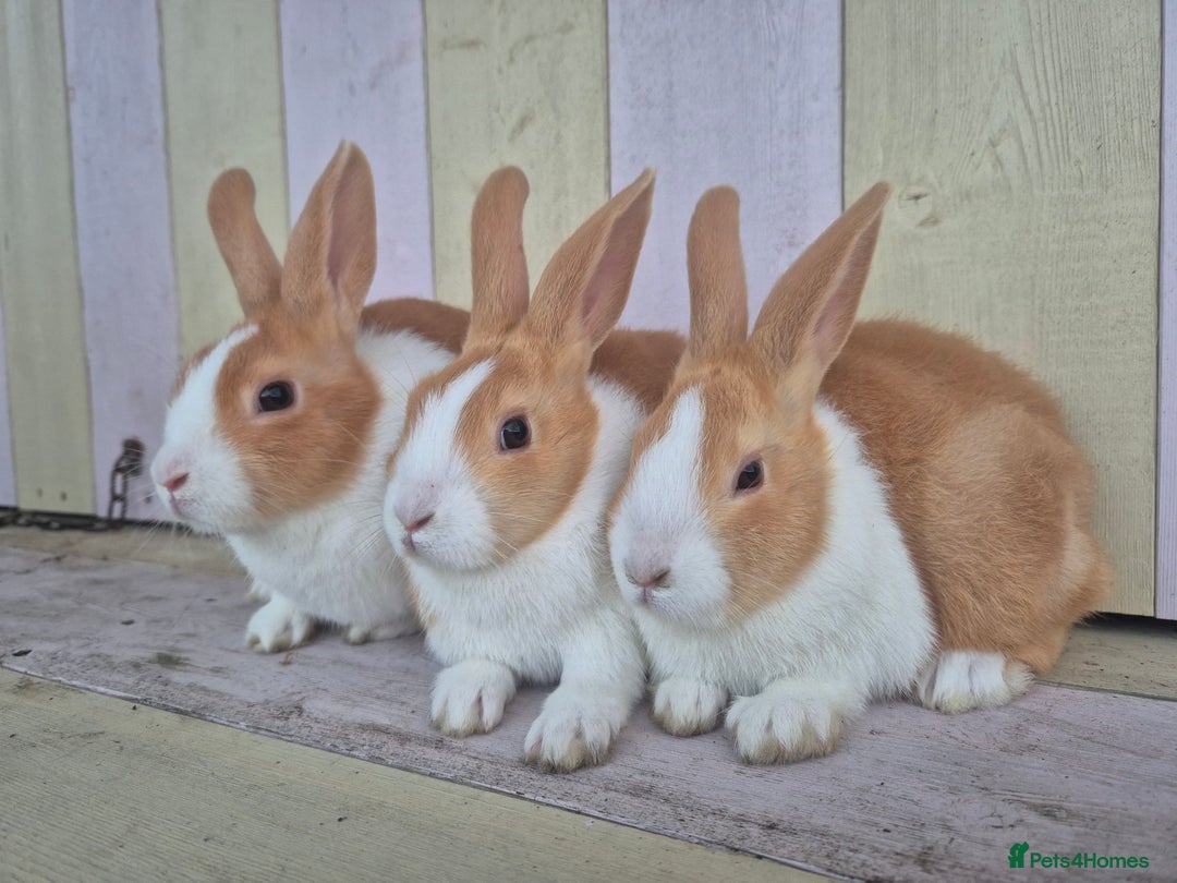 Dutch rabbits for sale: 🧡Absolutely gorgeous and friendly babies🧡  - Advert 3