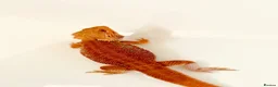 Bearded Dragon reptiles for sale: 2 year old male red hypo blue bars het trans in Southampton - Advert 1