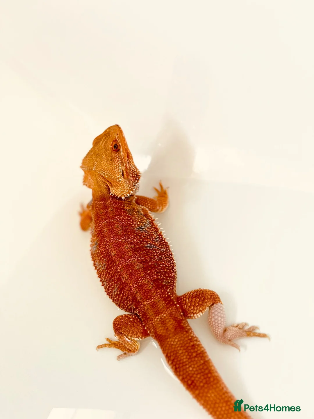 Bearded Dragon reptiles for sale: 2 year old male red hypo blue bars het trans in Southampton - Advert 1