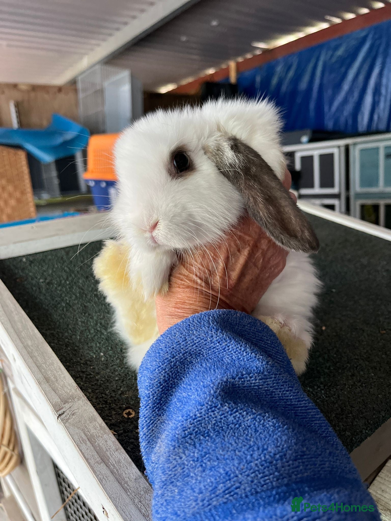 Mini Lop rabbits Mini lip female  - Advert 2