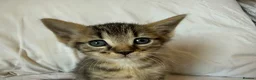 Mixed Breed cats for sale: Beautiful Bonded Tabby Boys – Reggie & Ronnie  - Advert 25