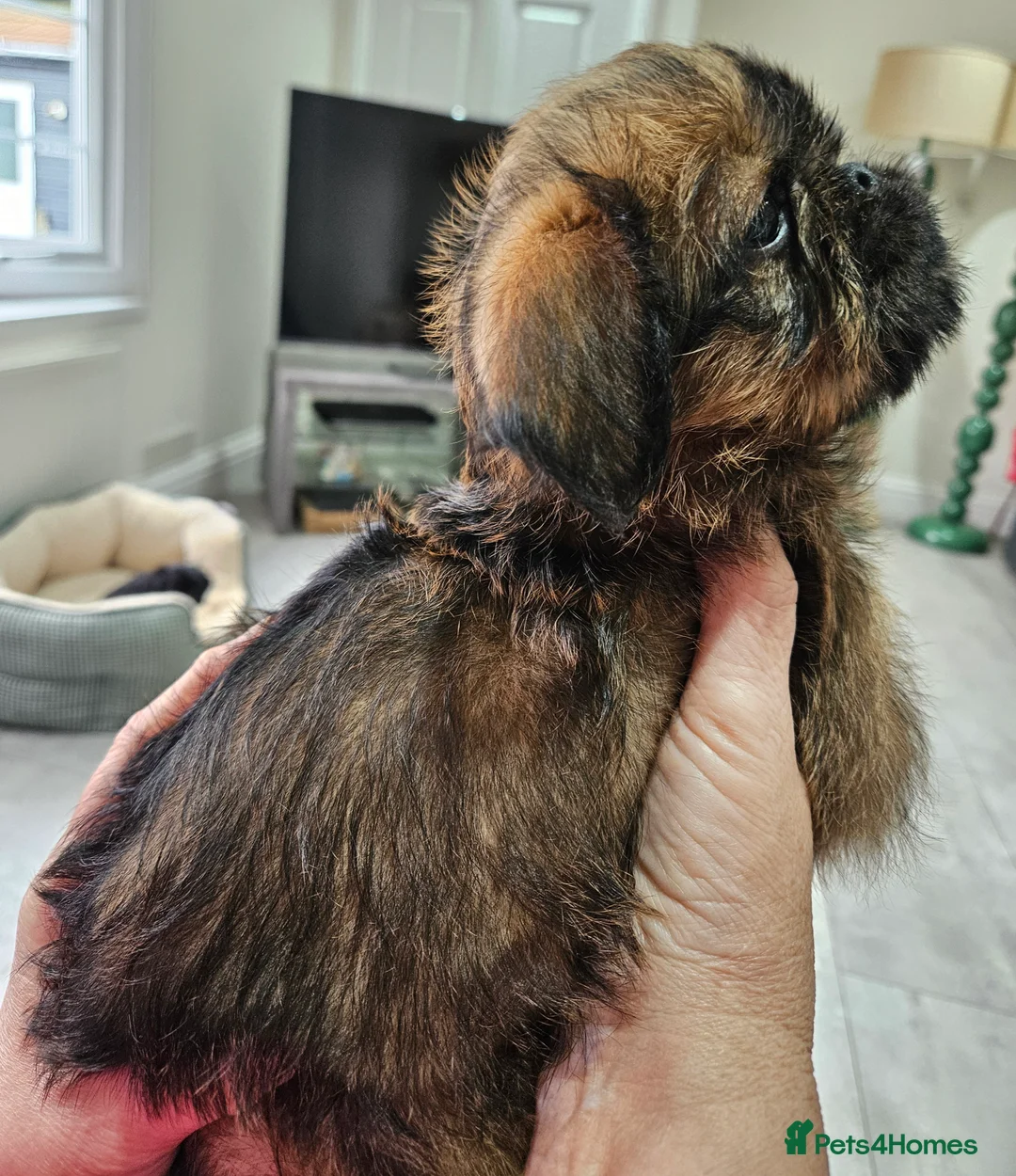 Griffon Bruxellois dogs for sale: Brux Beautys - Advert 5