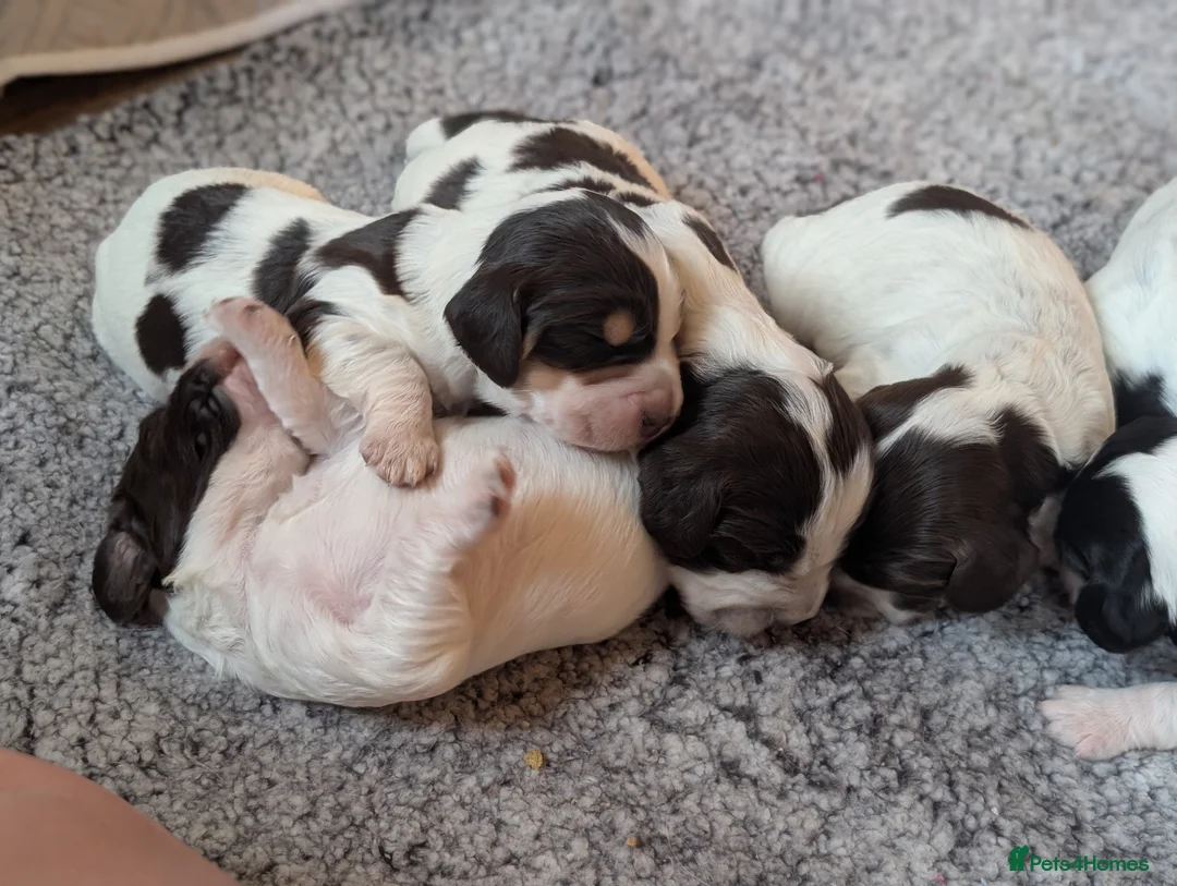 Cocker Spaniel dogs for sale: Beautiful Cocker Spaniel Puppies  - Advert 1