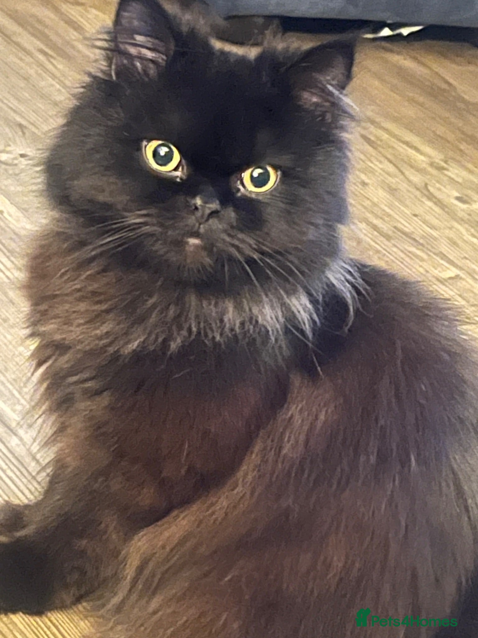 Persian cats Female Persian 1 year old - Advert 2