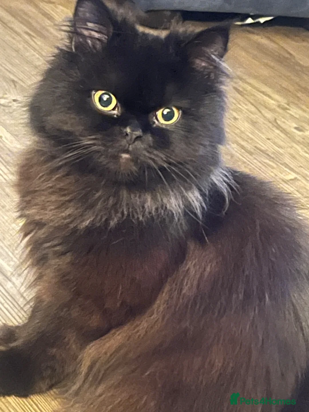 Persian cats for sale: Female Persian 1 year old in Aylesbury - Advert 1