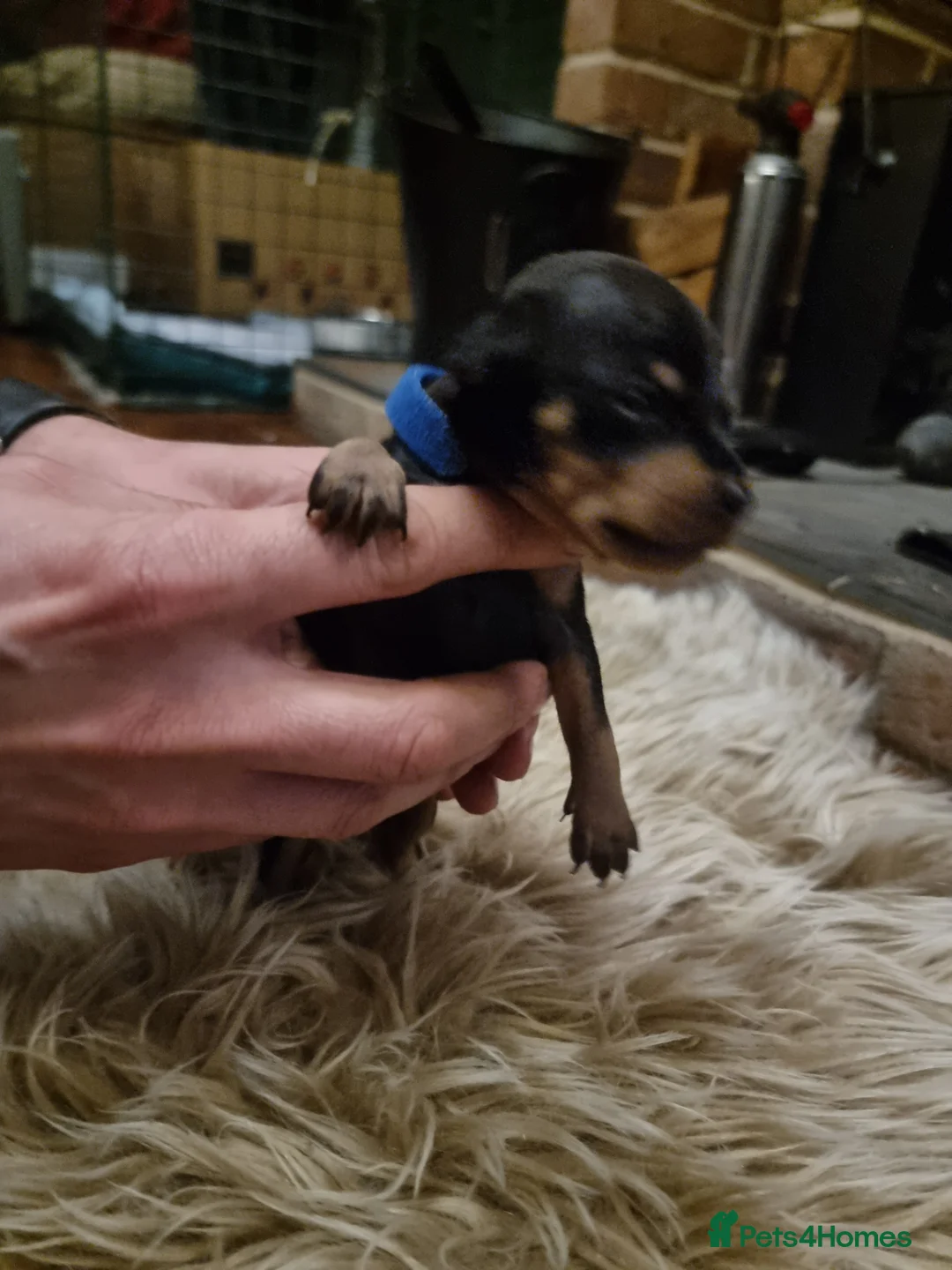 Miniature Pinscher dogs for sale: Miniature pinscher pups - Advert 27