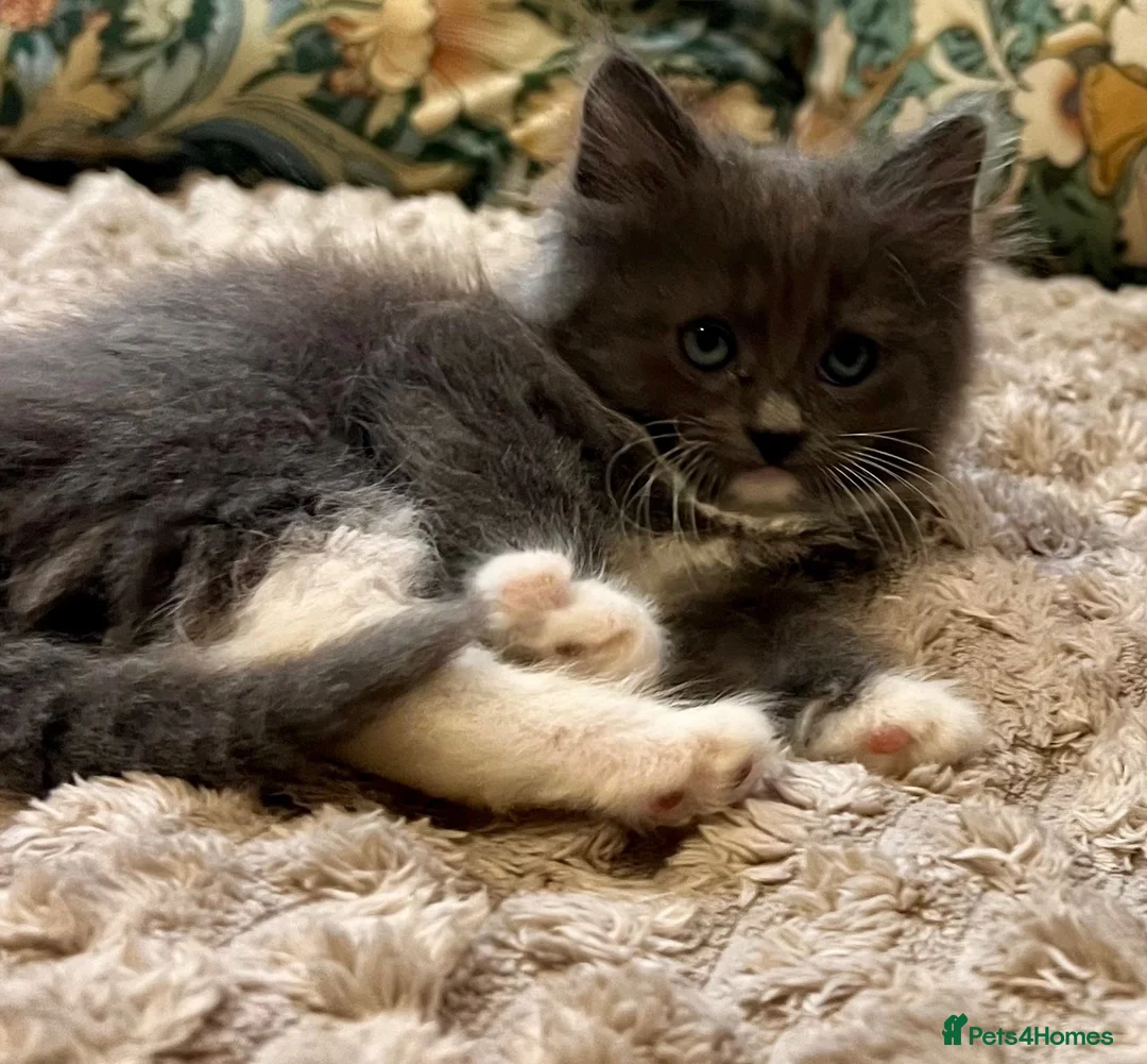 Mixed Breed cats for sale: 6 Fluffy Ragdoll Cross Kittens 3 Boys & 3 Girls 🐾 - Advert 2