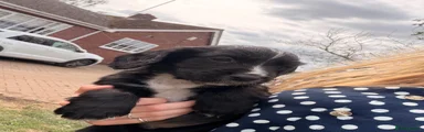 Cocker Spaniel 4