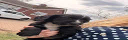 Cocker Spaniel dogs for sale: KC Registered Working Cocker Spaniel Puppies - Advert 11