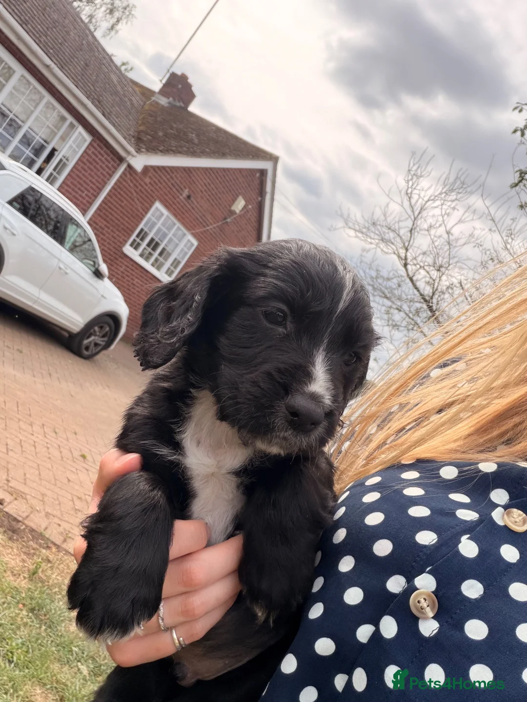 Cocker Spaniel dogs for sale: KC Registered Working Cocker Spaniel Puppies - Advert 11