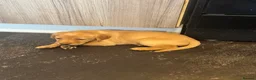 Labrador Retriever dogs for sale: (3 Left) Beautiful purebred Labrador puppies  - Advert 10