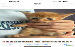 Domestic Shorthair cats for sale: 🌸Gorgeous kittens for sale🦋 - Image 1