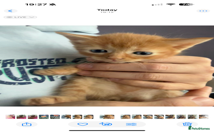 Domestic Shorthair cats - Advert 2