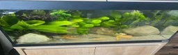 Golden Orfes fish for sale: Golden orfes  in Chester - Advert 1