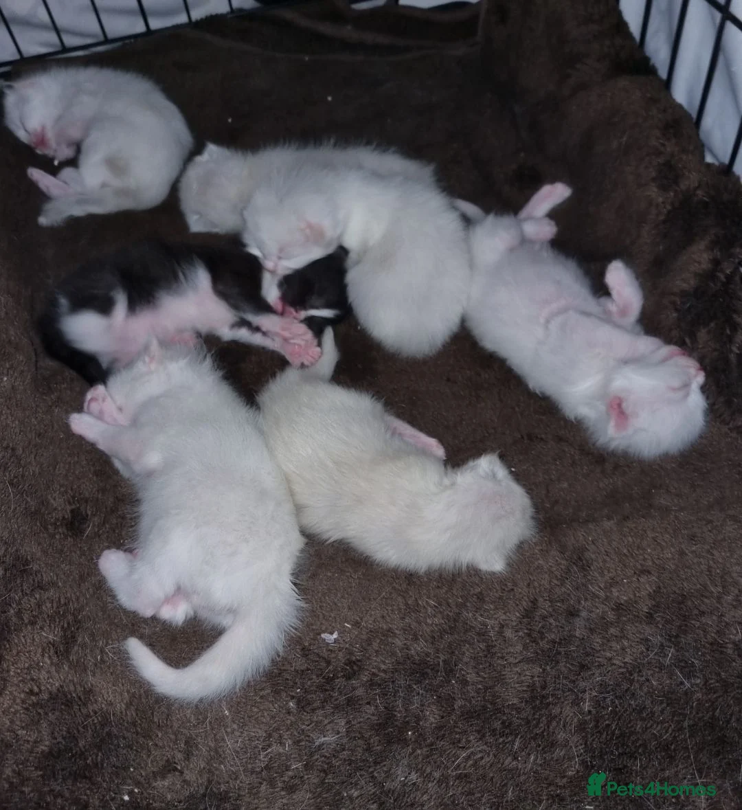 Mixed Breed cats for sale: Mixed ragdoll kittens  - Advert 5