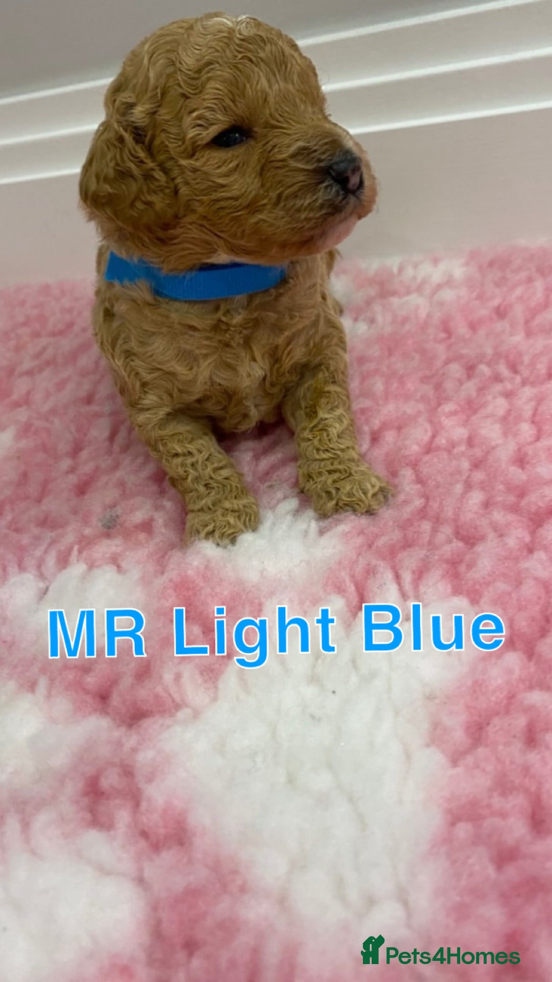 Labradoodle dogs for sale: Multi- Generation Toy/Mini parti Labradoodles   - Advert 23