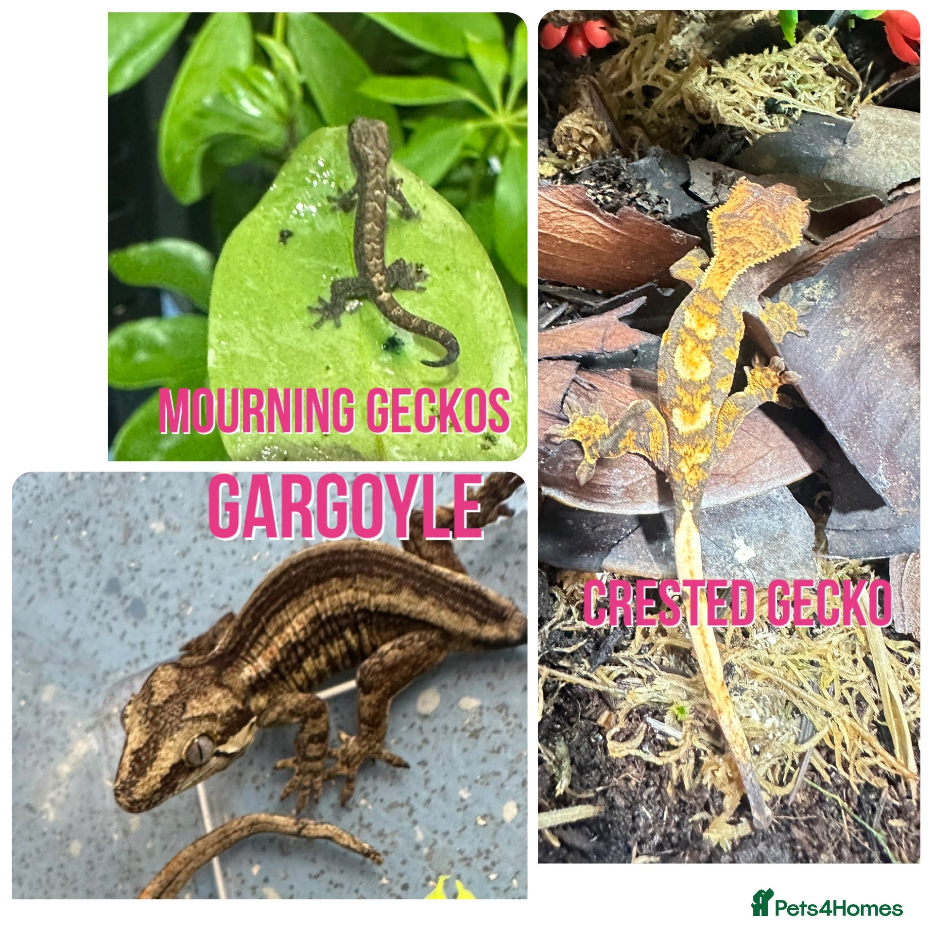 Gecko reptiles Gargoyle, Crested geckos,mourning geckos  - Advert 1