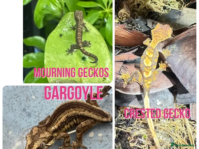 Gecko reptiles for sale: Gargoyle, Crested geckos,mourning geckos - Advert 1
