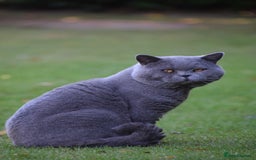 British Shorthair cats for sale: BSH Blue kittens, 3xgirls 3xboys - Image 27