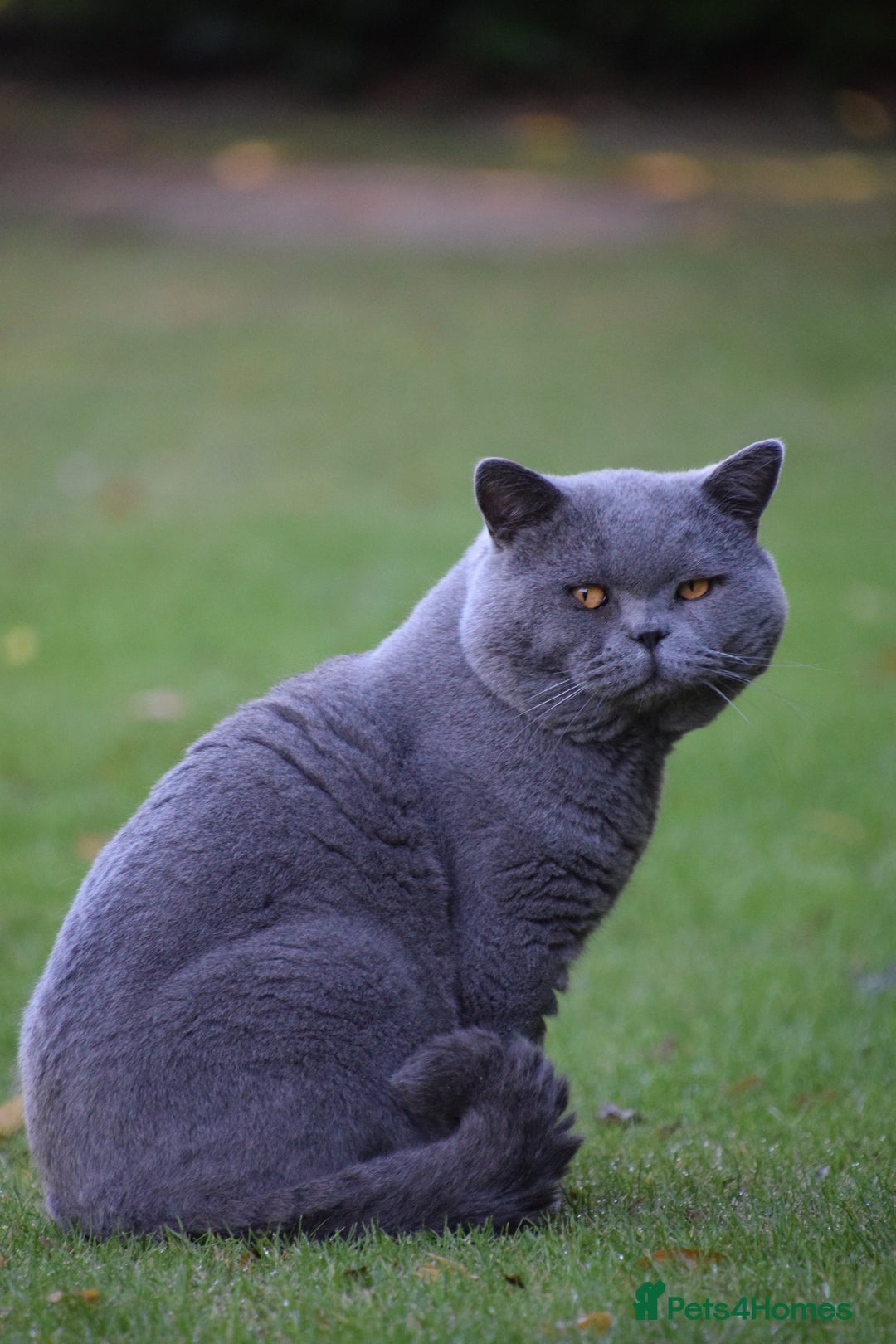 British Shorthair cats for sale: BSH Blue kittens, 3xgirls 3xboys - Image 27