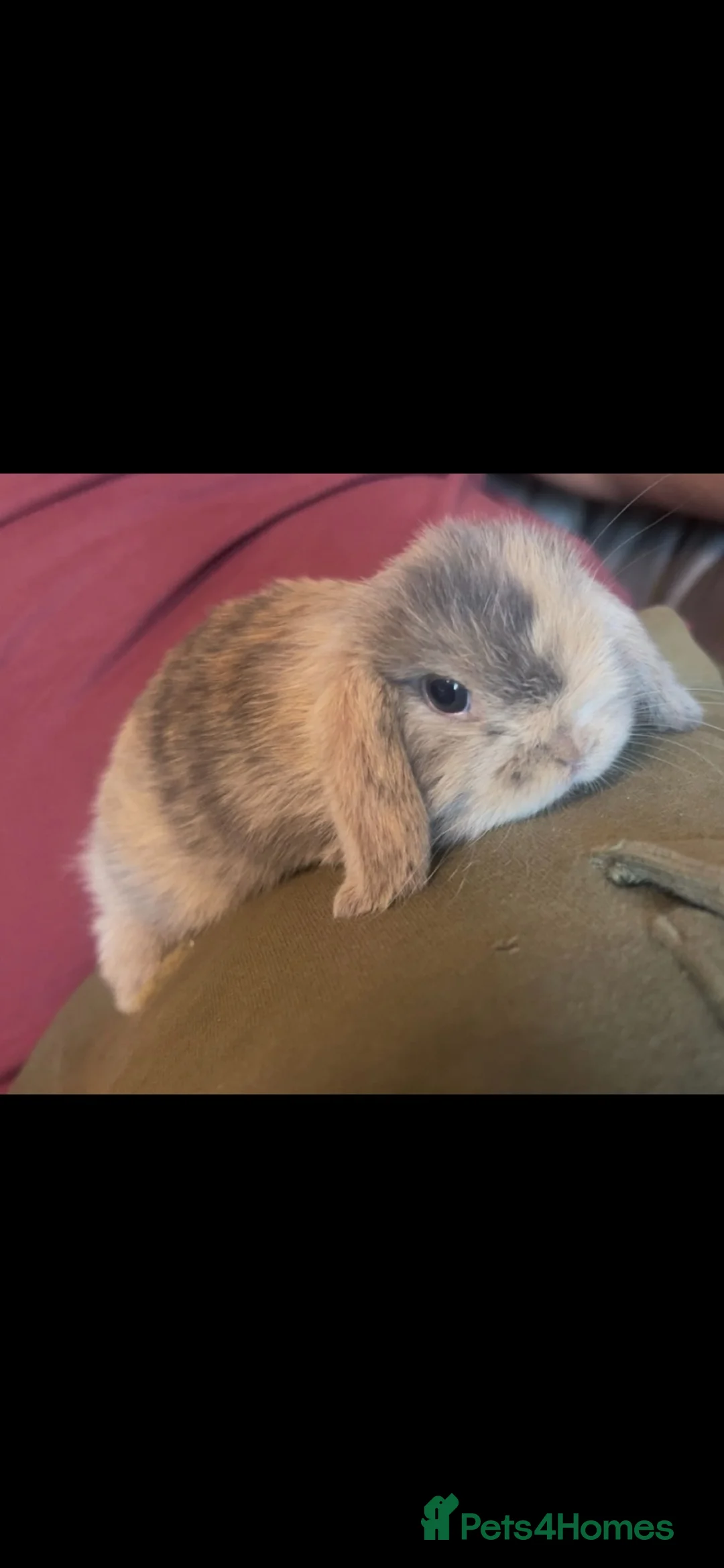 Mini Lop rabbits for sale: Beautiful Bunnies For Sale  - Advert 1