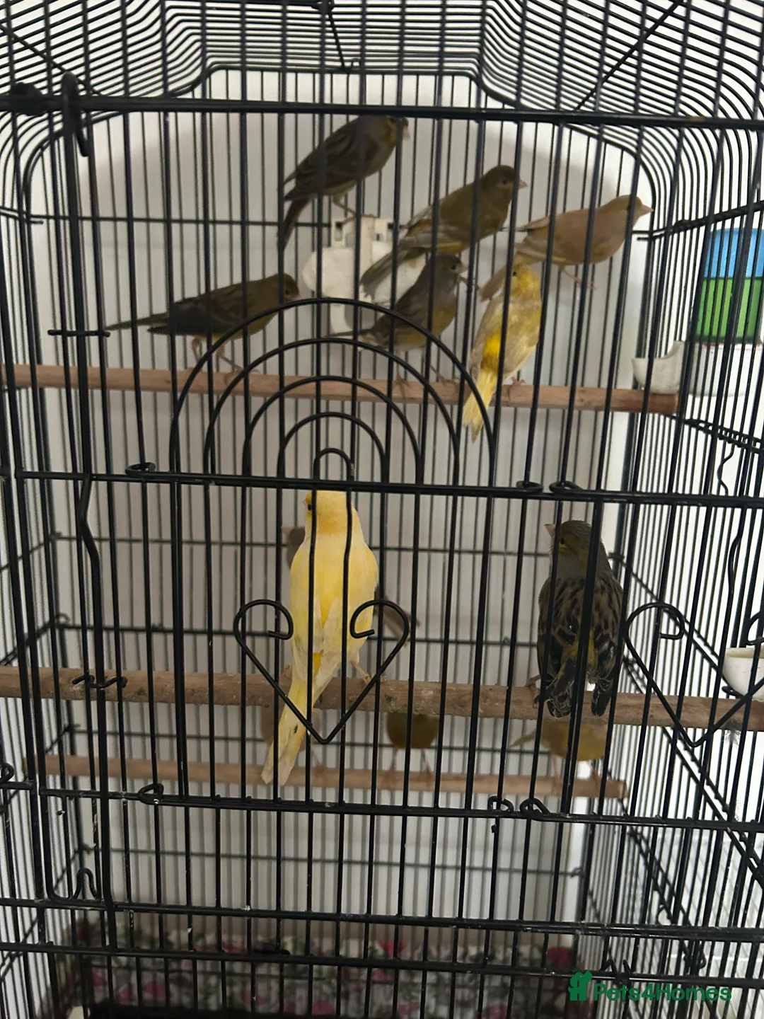 Canaries birds for sale: Canaries mixed colour  - Advert 6