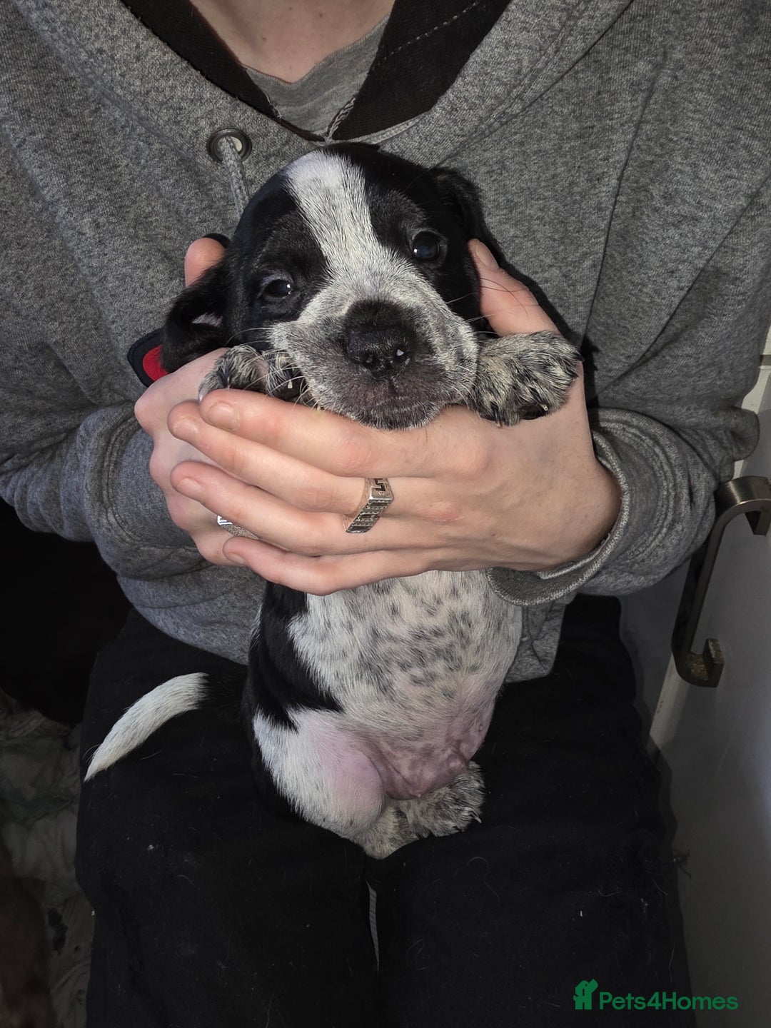 Mixed Breed dogs for sale:  French bulldog cross cockapoo  - Advert 3