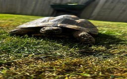 Tortoise reptiles for sale: Fertile female 20 years old Spur thigh  - Image 3