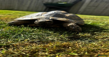 Tortoise reptiles - Advert 2