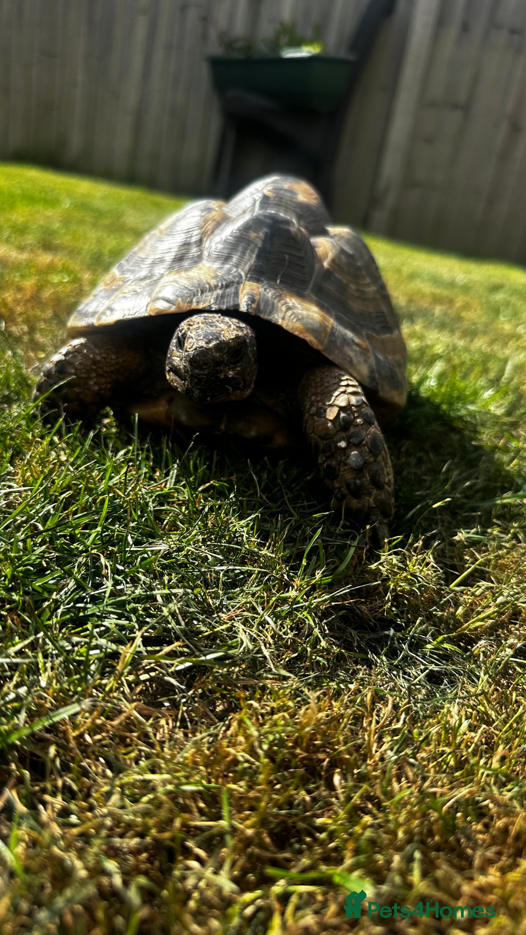 Tortoise reptiles for sale: Fertile female 20 years old Spur thigh  - Image 3