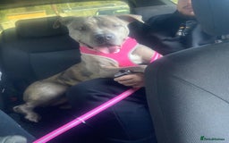 American Bulldog dogs for sale: American bulldog cross staff - Image 5